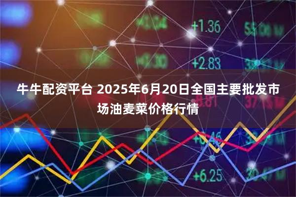 牛牛配资平台 2025年6月20日全国主要批发市场油麦菜价格行情